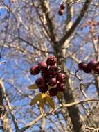 Image de Crataegus meyeri Pojark.