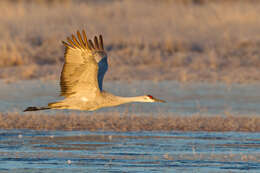 Image of Sandhill Crane