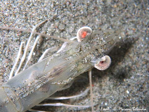 Image of Caramote prawn