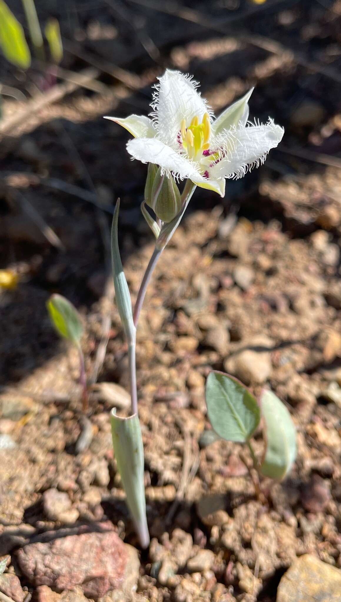 Image de Calochortus lyallii Baker