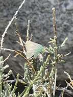 Image of Callophrys dumetorum perplexa Barnes & Benjamin 1933