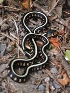 Plancia ëd Thamnophis sirtalis concinnus (Hallowell 1852)