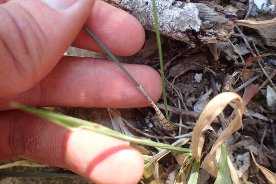 Image of Ornithogalum anguinum F. M. Leight. ex Oberm.