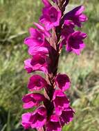 Imagem de Watsonia pulchra N. E. Br. ex Goldblatt