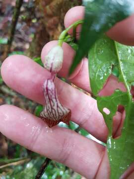 Image de Aristolochia laheyana (F. M. Bailey) Buchwalder & Wanke