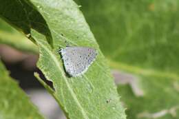 Image of Celastrina echo cinerea (W. H. Edwards 1883)