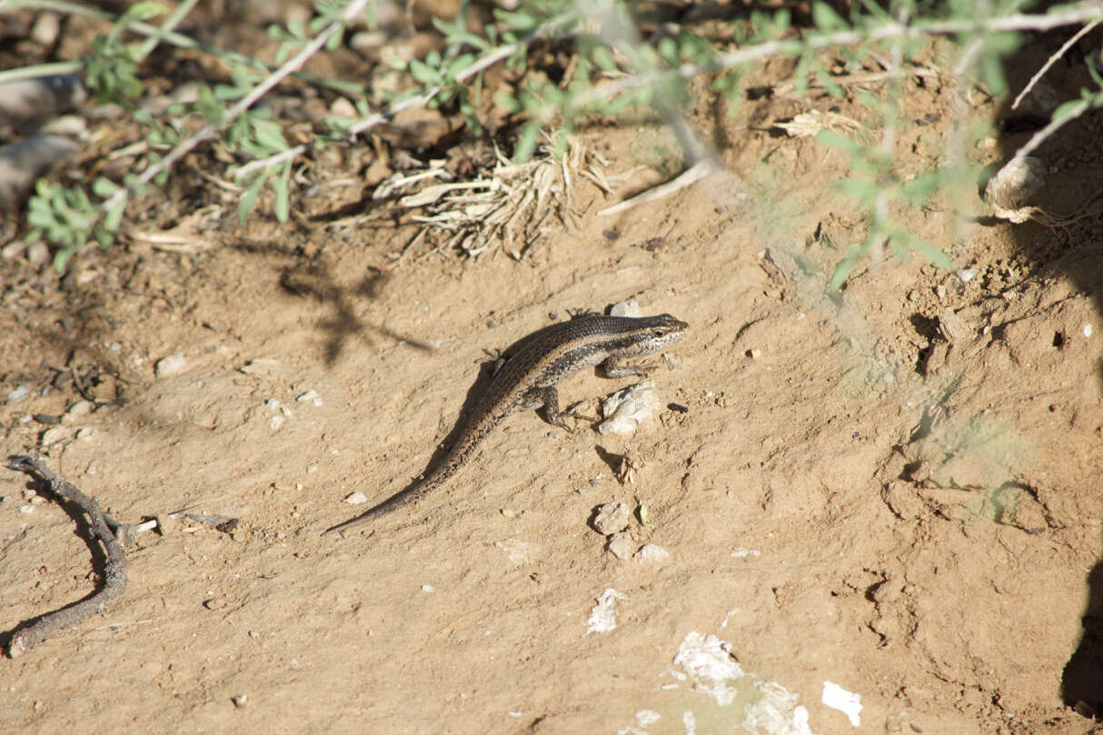 Trachylepis spilogaster (Peters 1882)的圖片