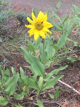 Sivun Helianthella uniflora (Nutt.) Torr. & A. Gray kuva