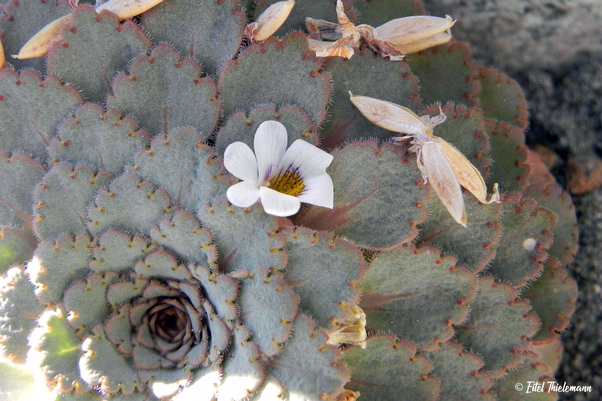 Image of Viola congesta Gillies ex Hook. & Arn.