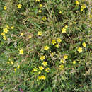 Image of Lysimachia serpyllifolia Schreber