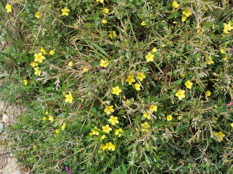 Image of Lysimachia serpyllifolia Schreber