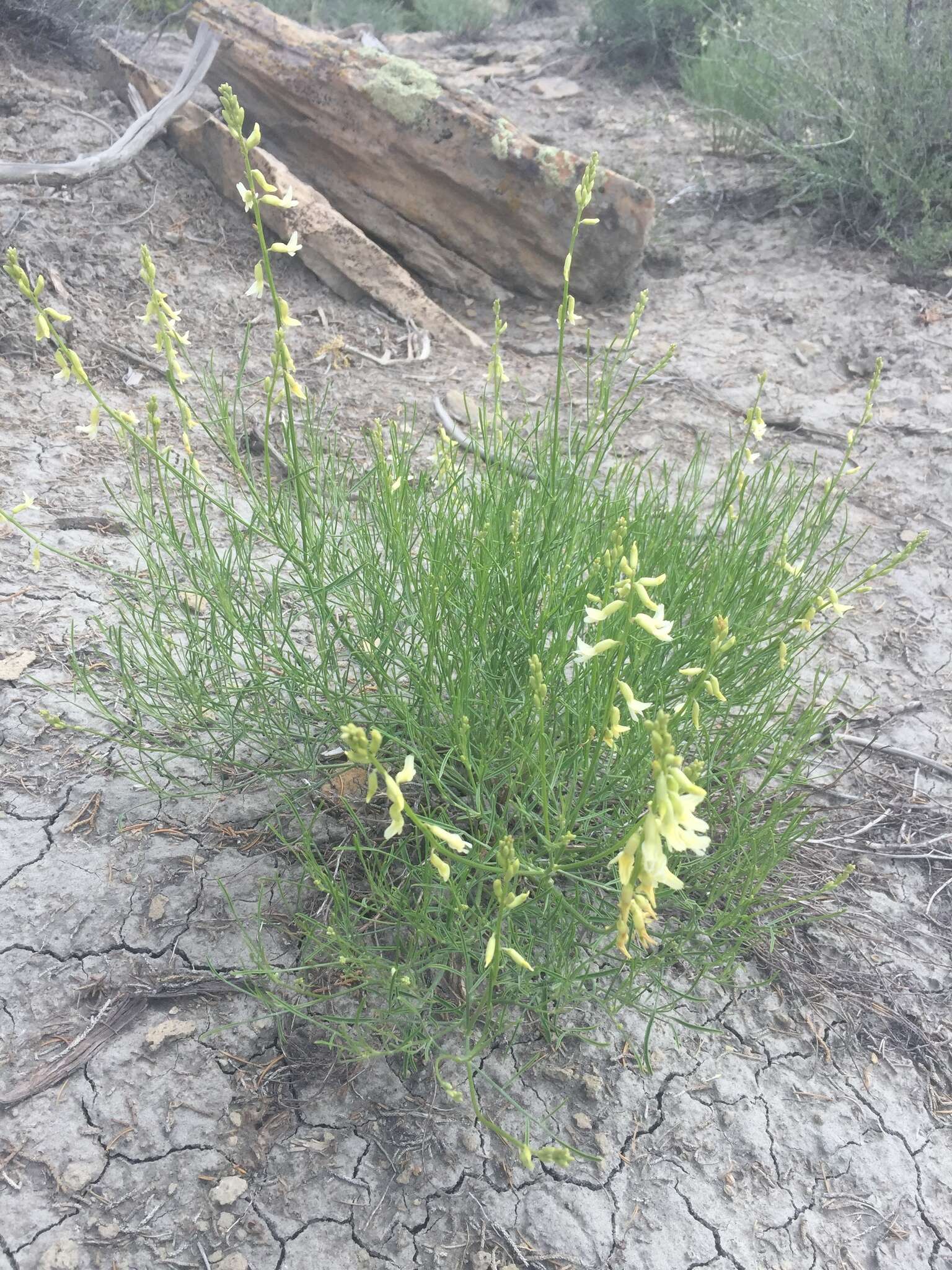 Image of rushy milkvetch