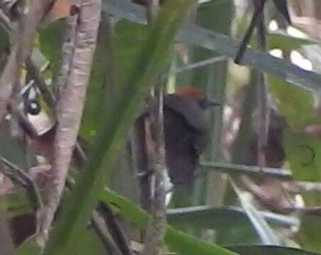 Image of Fluffy-backed Tit-Babbler