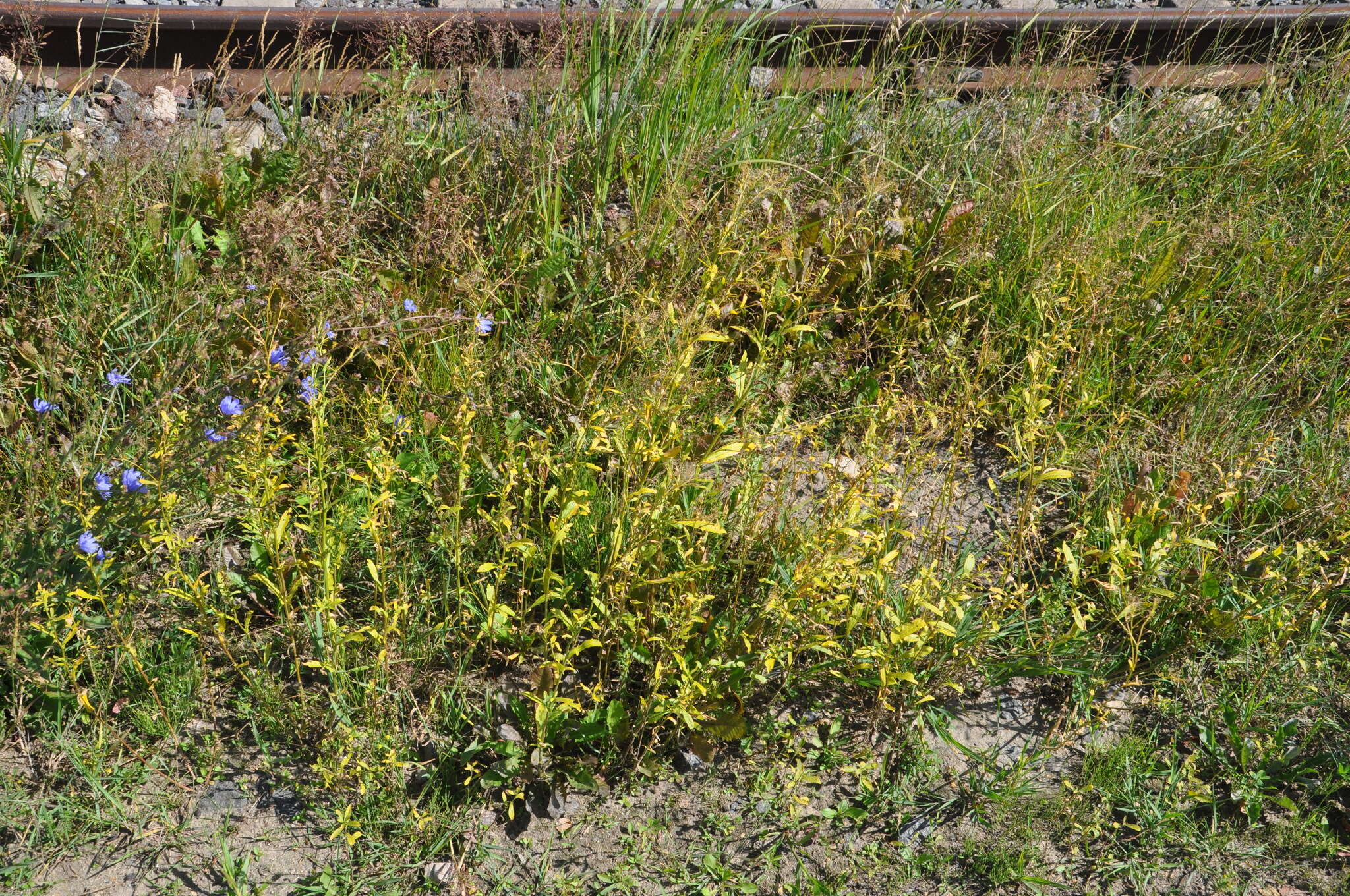 Image of Austrian Field Cress