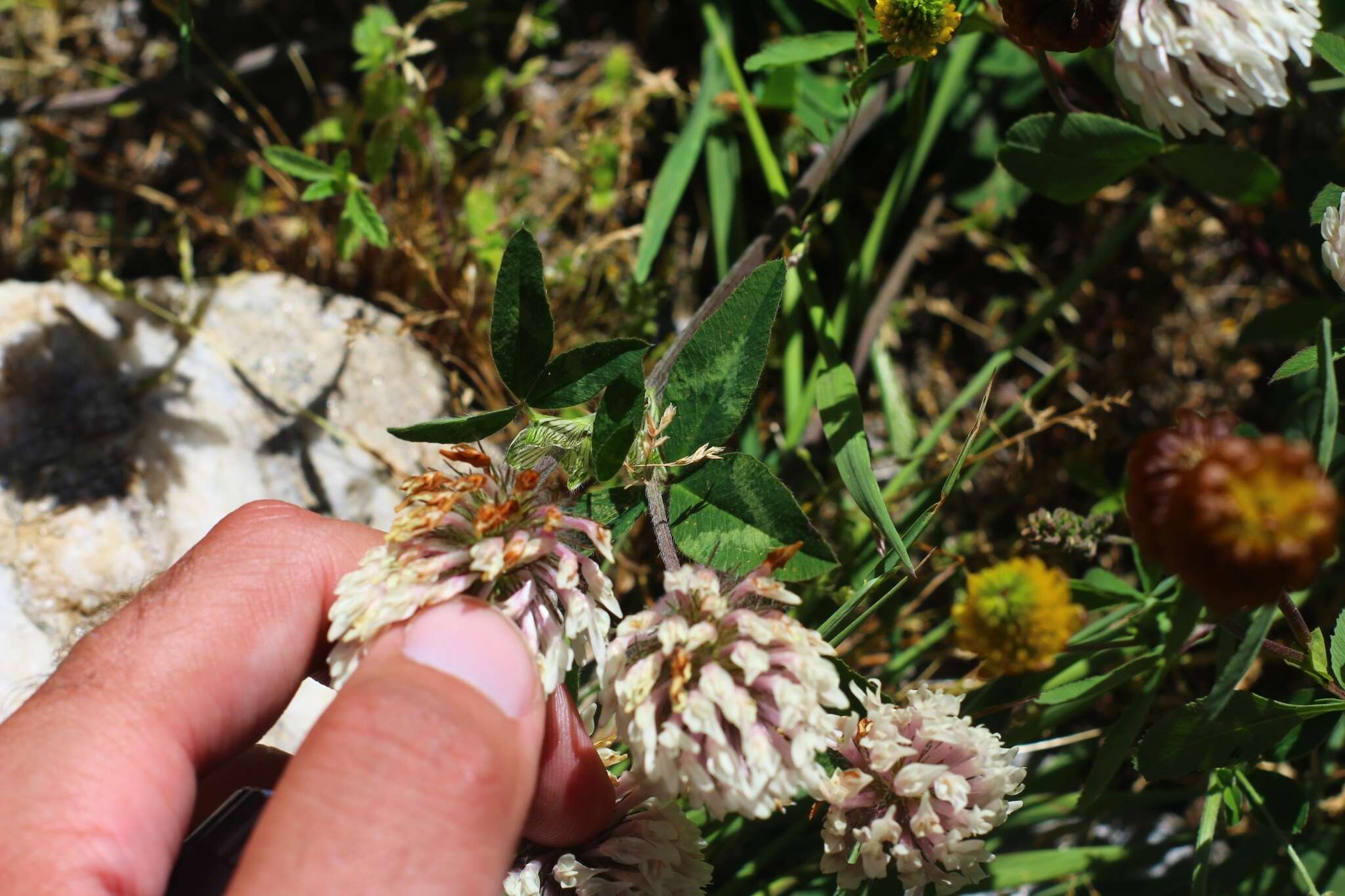 Image of Trifolium pratense var. frigidum Gaudin