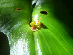 Imagem de Pleurothallis cordata (Ruiz & Pav.) Lindl.