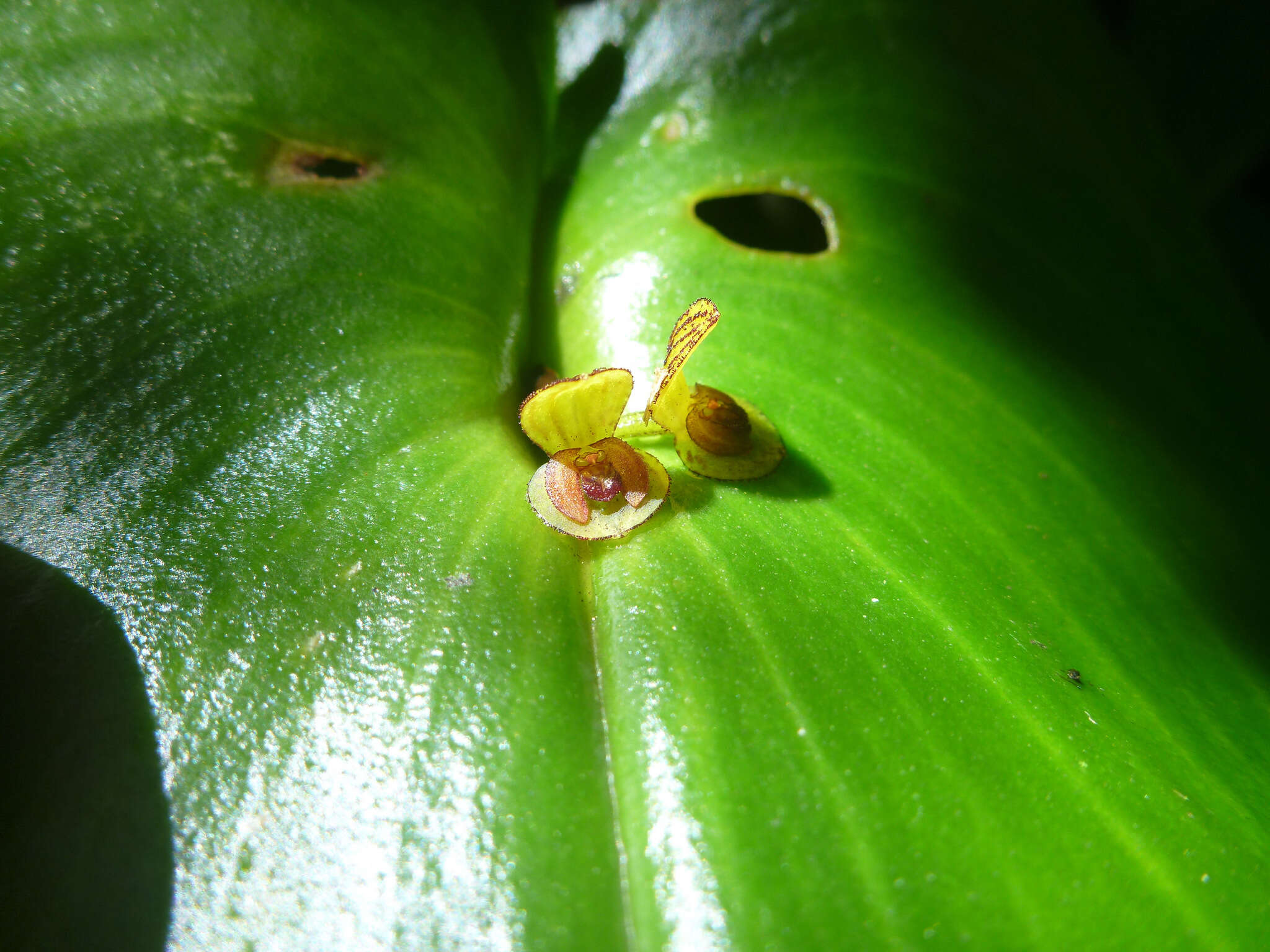 Imagem de Pleurothallis cordata (Ruiz & Pav.) Lindl.