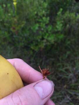 Image of Fringed Beak Sedge