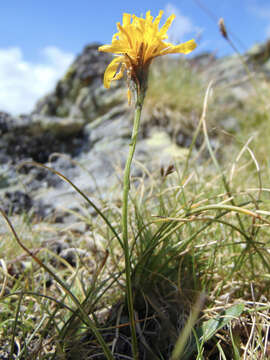 Image of Scorzoneroides helvetica (Merat) J. Holub