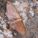 Image of Idaea rhodogrammaria Püngeler 1913