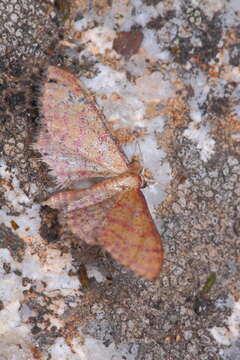 Image of Idaea rhodogrammaria Püngeler 1913