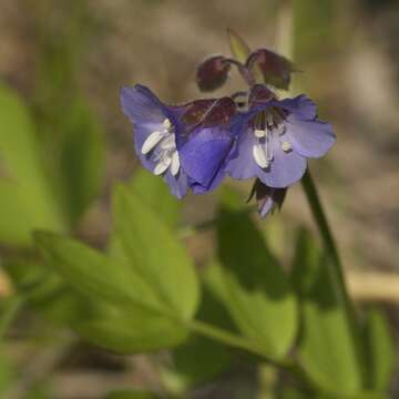 Image of Greek valerian