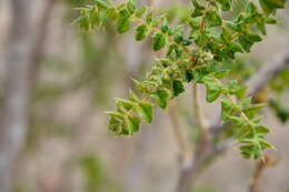 Plancia ëd Comocladia dodonaea (L.) Urban