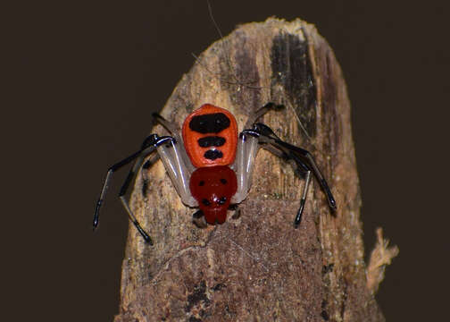 Image of Platythomisus sudeepi Biswas 1977