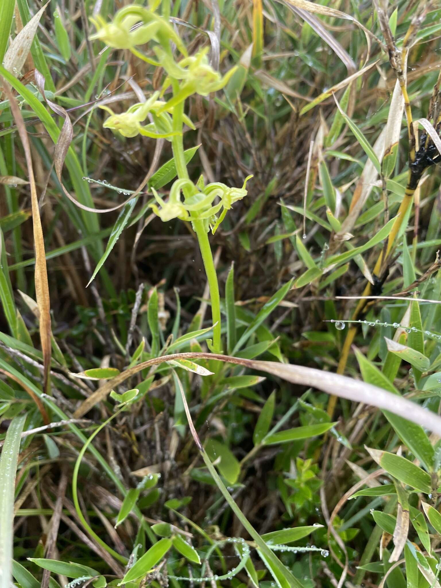 Image of Platanthera pachyglossa Hayata