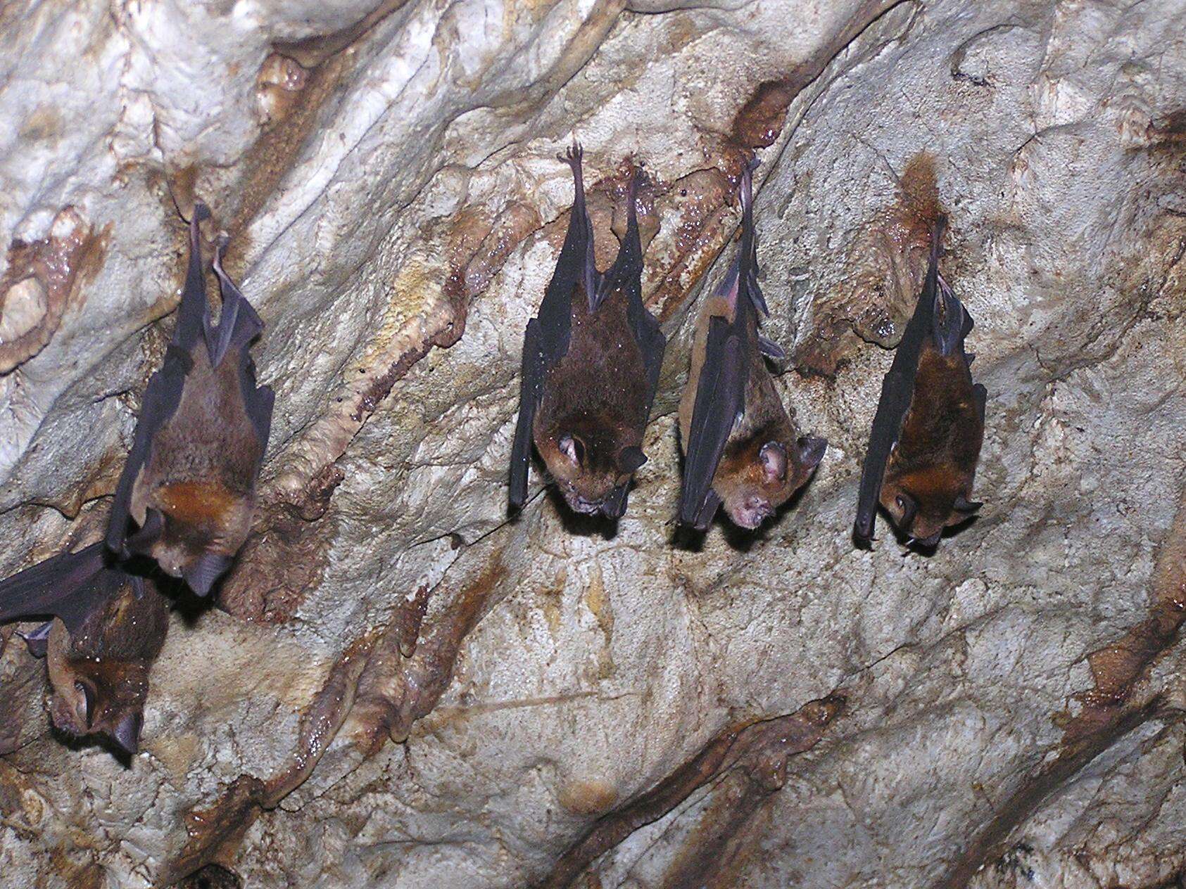 Слика од Hipposideros larvatus (Horsfield 1823)