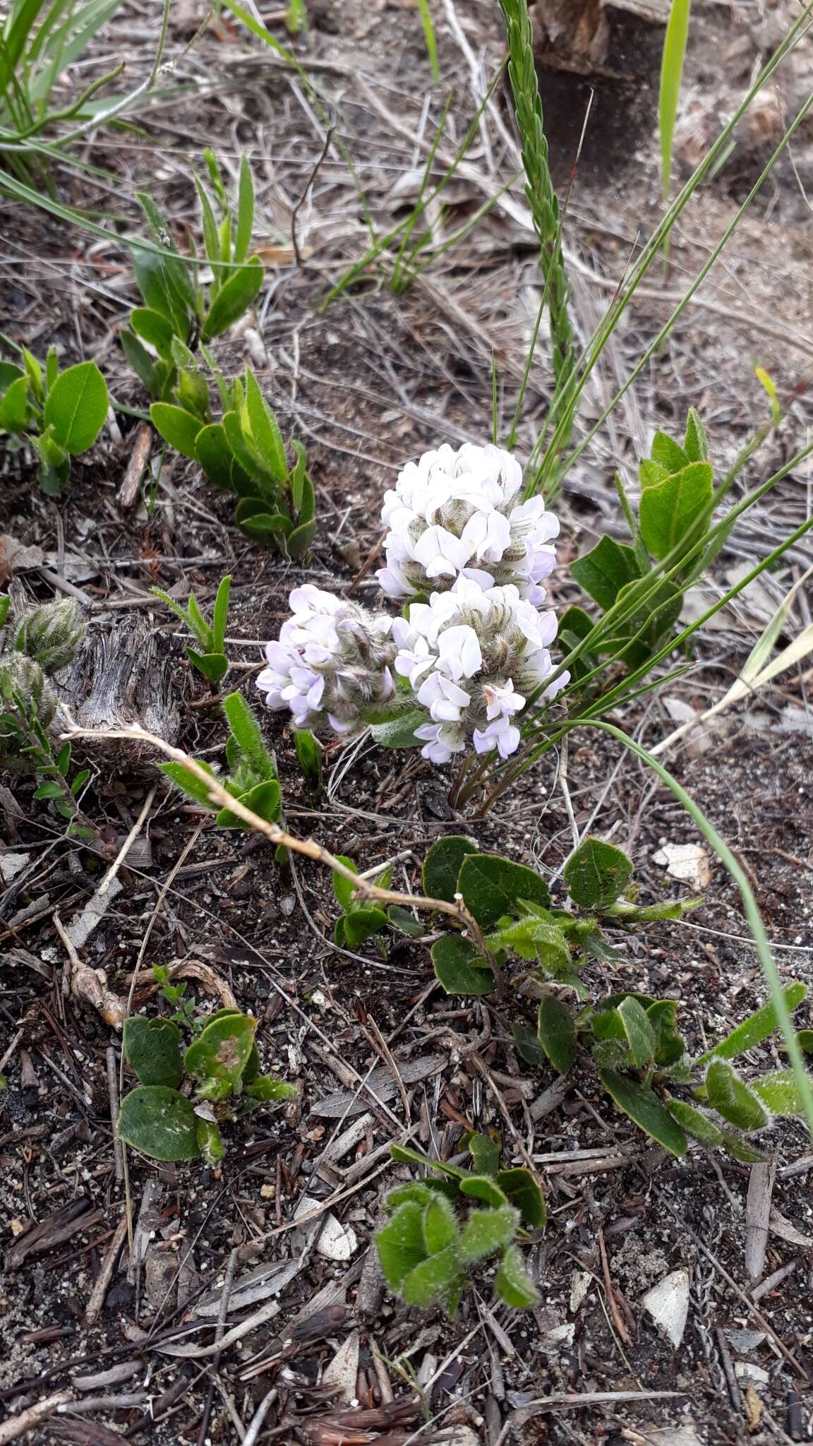 Plancia ëd Otholobium thomii (Harv.) C. H. Stirt.