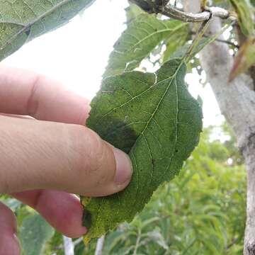 Dendroviguiera eriophora (Greenm.) E. E. Schill. & Panero的圖片