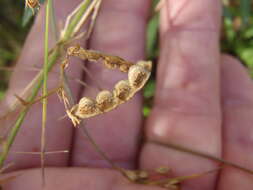 Image of hairy jointvetch