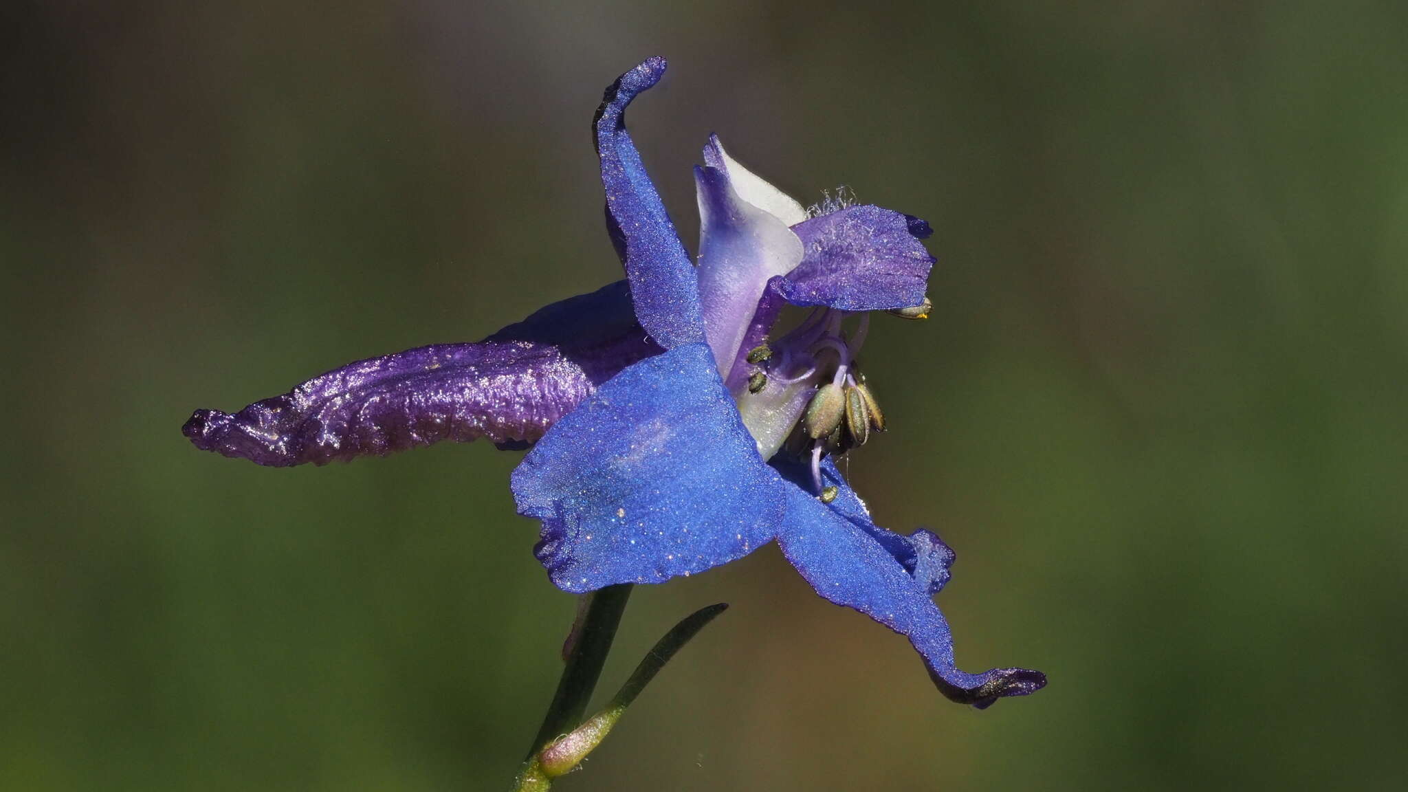 Delphinium patens subsp. hepaticoideum Ewan的圖片