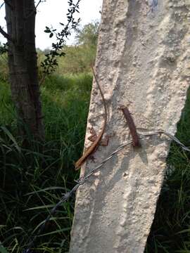 Image of Oaxacan Oak Anole