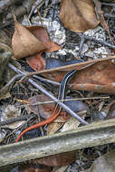 Image of Lined Firetail Skink