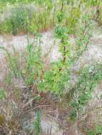 Imagem de Artemisia campestris subsp. maritima (DC.) Arcang.