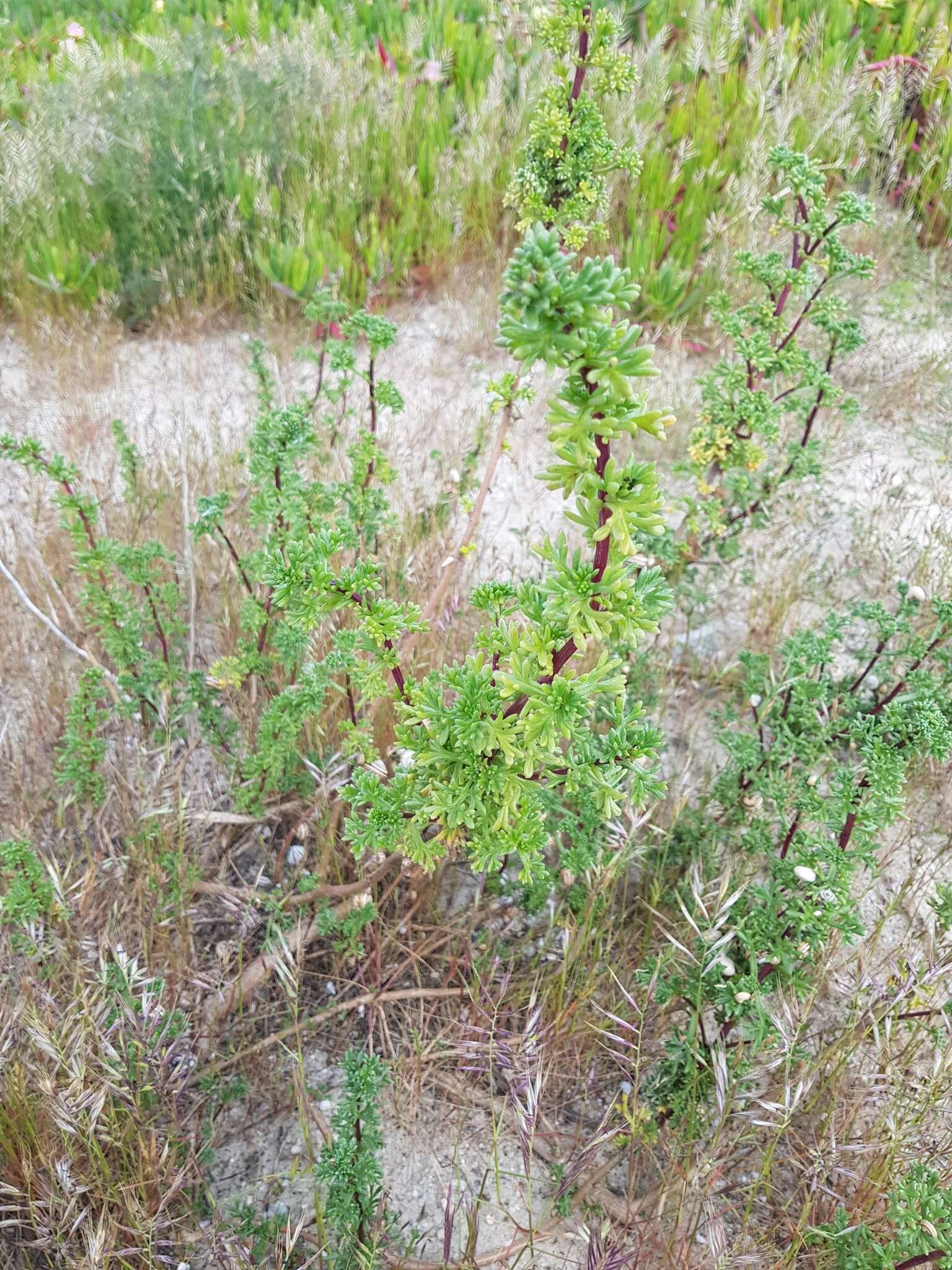 Imagem de Artemisia campestris subsp. maritima (DC.) Arcang.