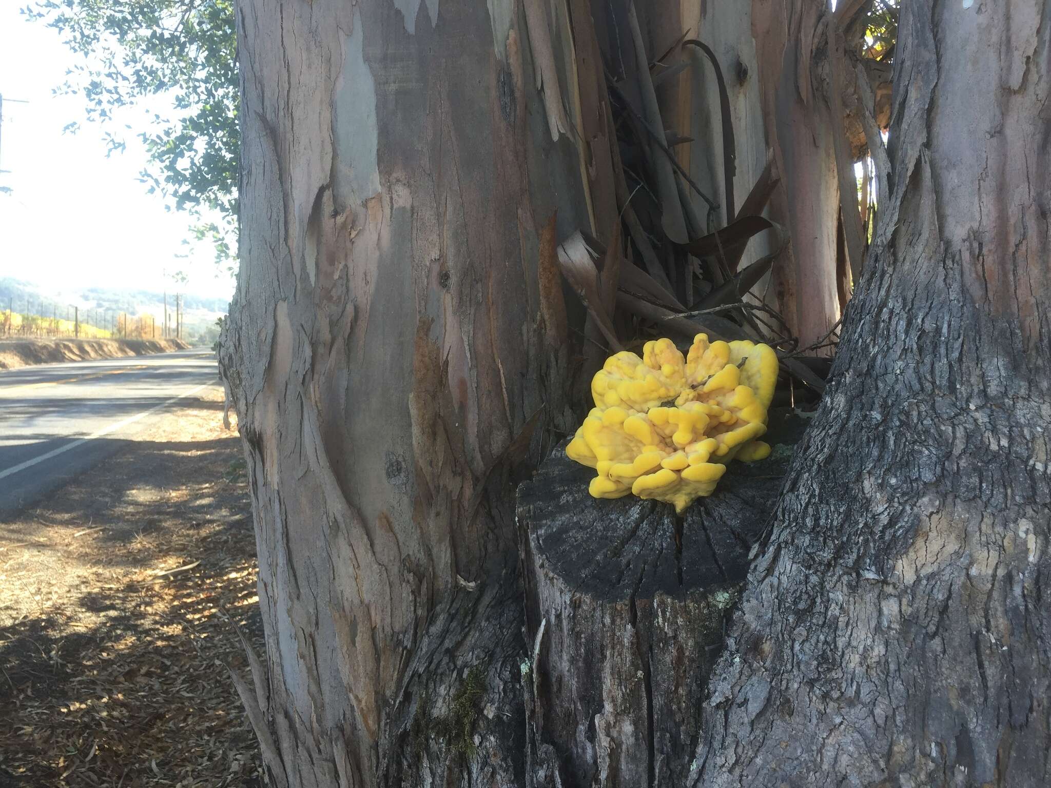 Image of Laetiporus gilbertsonii Burds. 2001