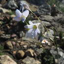 Image of Ixia exiliflora Goldblatt & J. C. Manning