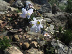 Image of Ixia exiliflora Goldblatt & J. C. Manning