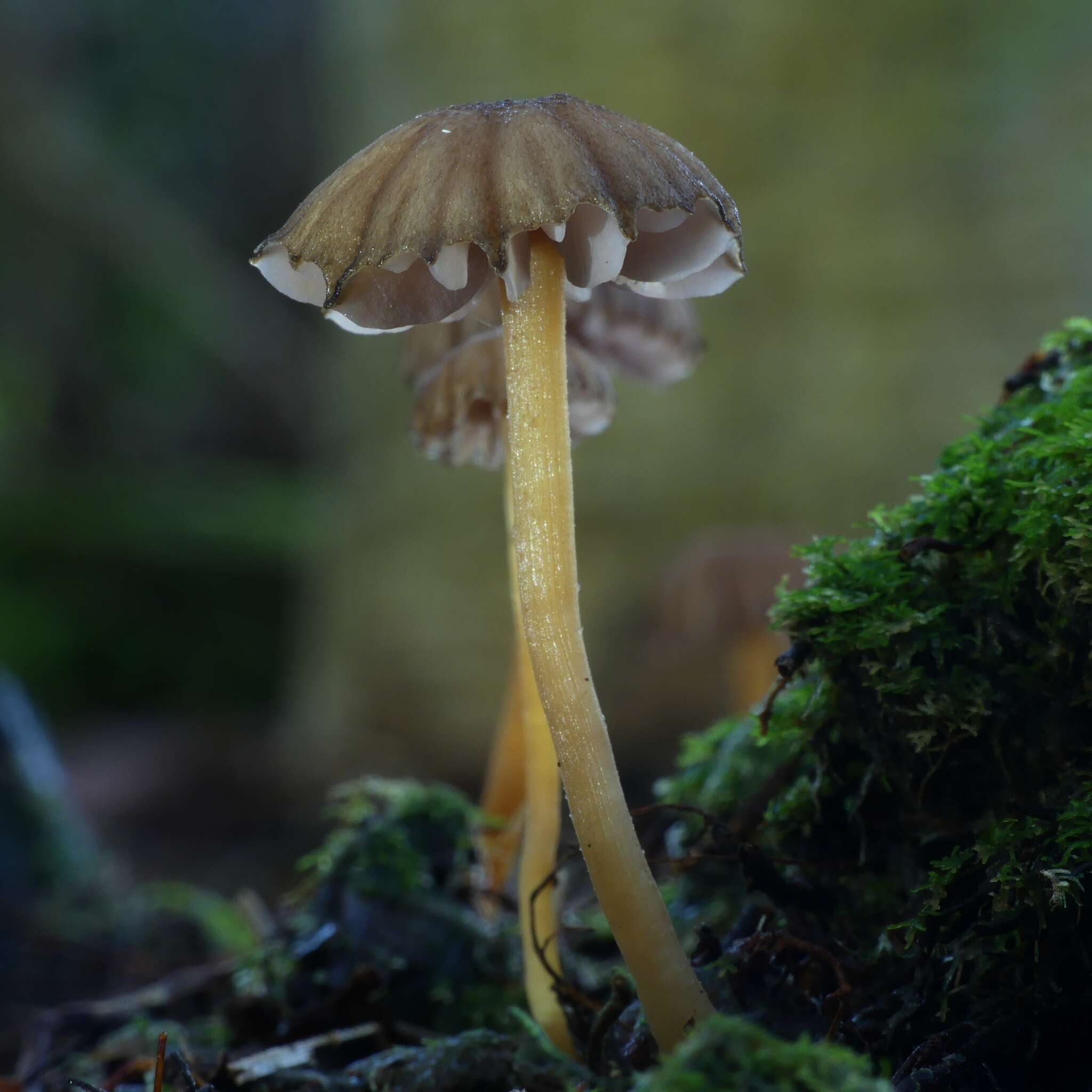 Image of Laccaria fibrillosa McNabb 1972