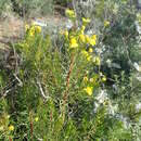 Image of Euryops linifolius (L.) DC.