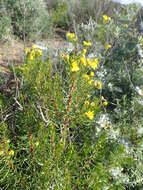 Euryops linifolius (L.) DC. resmi