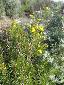 Image of Euryops linifolius (L.) DC.