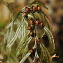 Image of Hymenophyllum secundum Hook. & Grev.