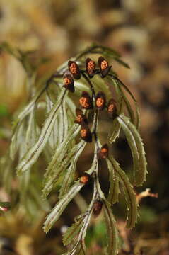 Image de Hymenophyllum secundum Hook. & Grev.