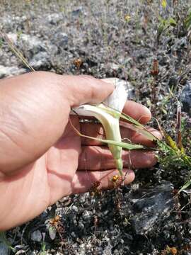 Слика од Ipomoea pruinosa G. D. Mc Pherson