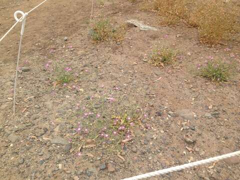 Image of North African knapweed