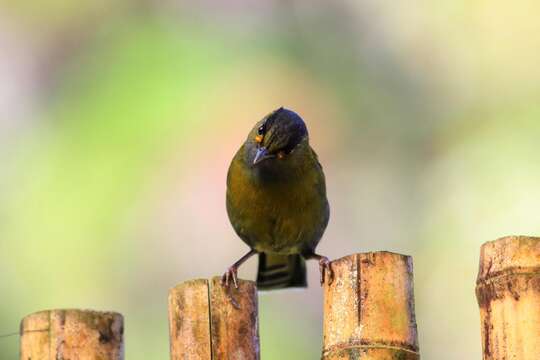 Image of Liocichla Swinhoe 1877